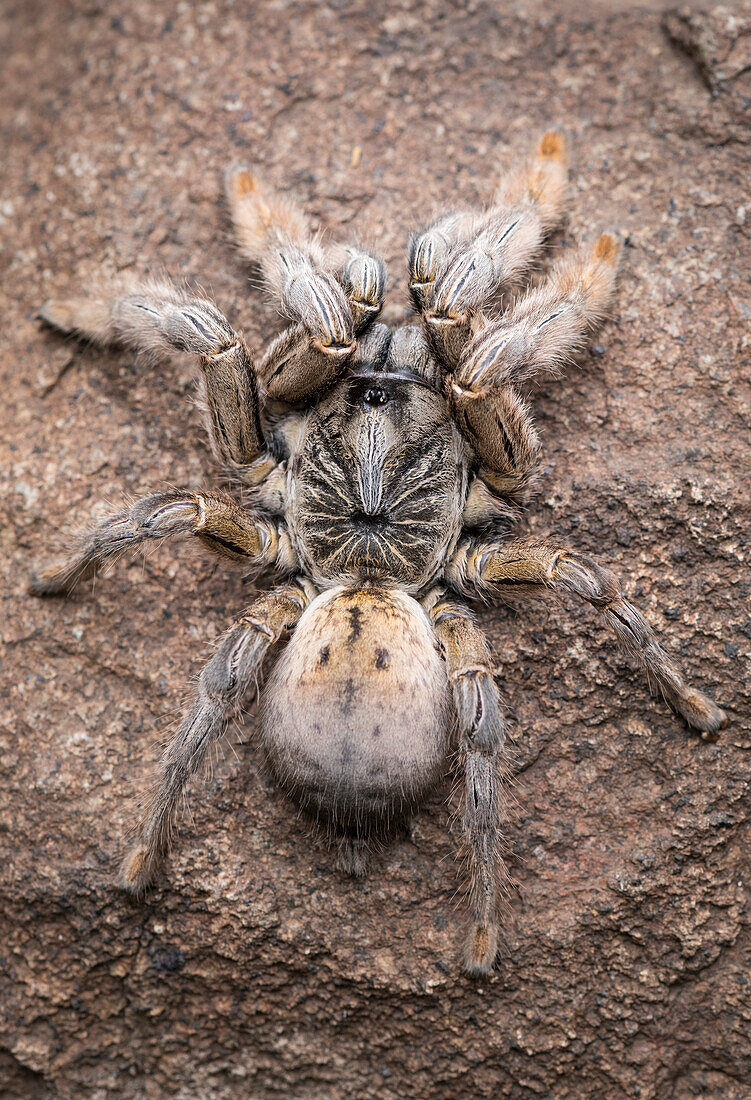 Golden brown baboon spider from above