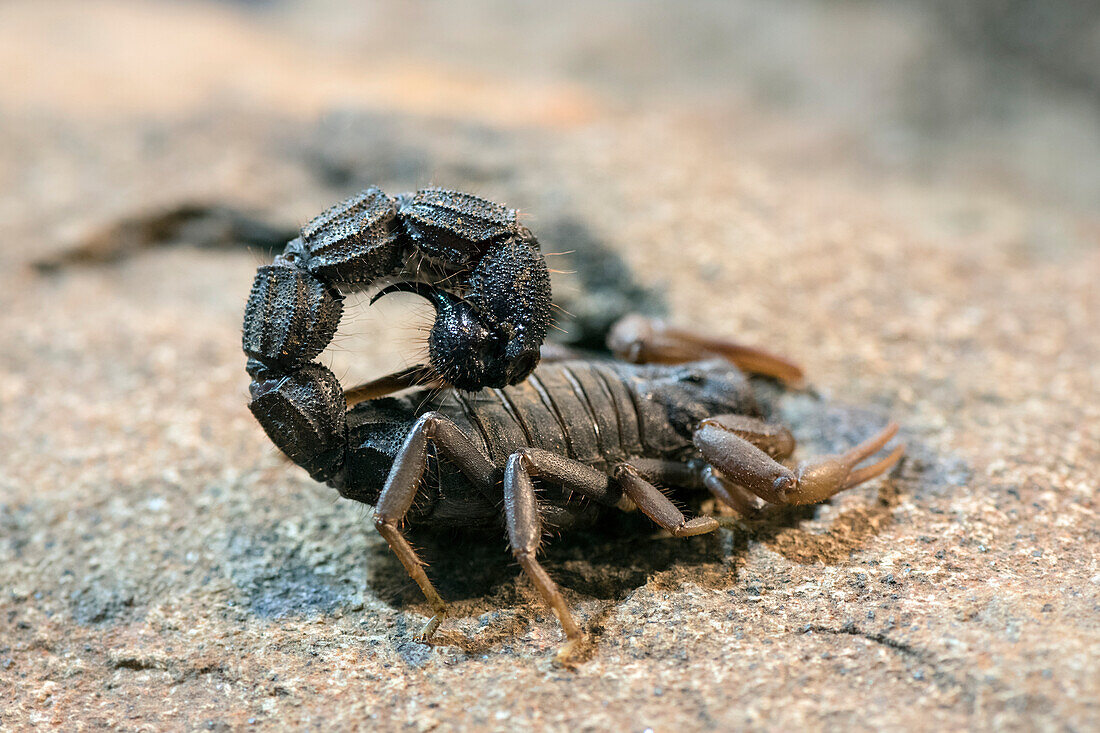 Transvaal thick-tailed scorpion