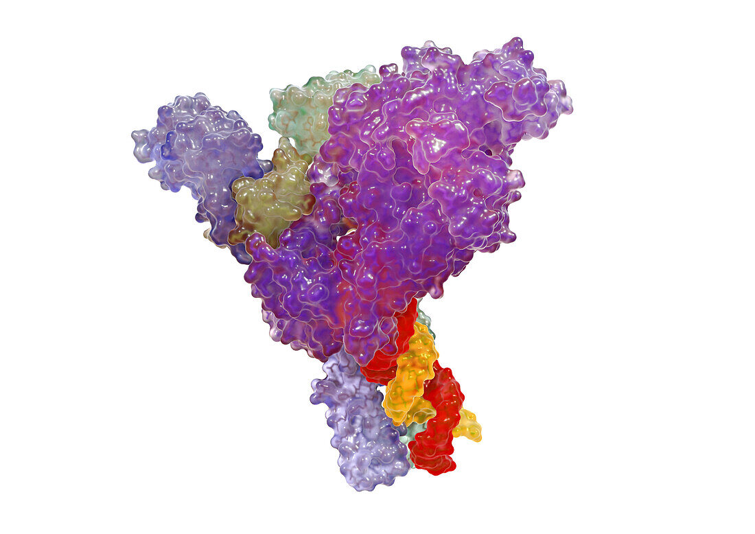 SARS-CoV-2 polymerase, illustration