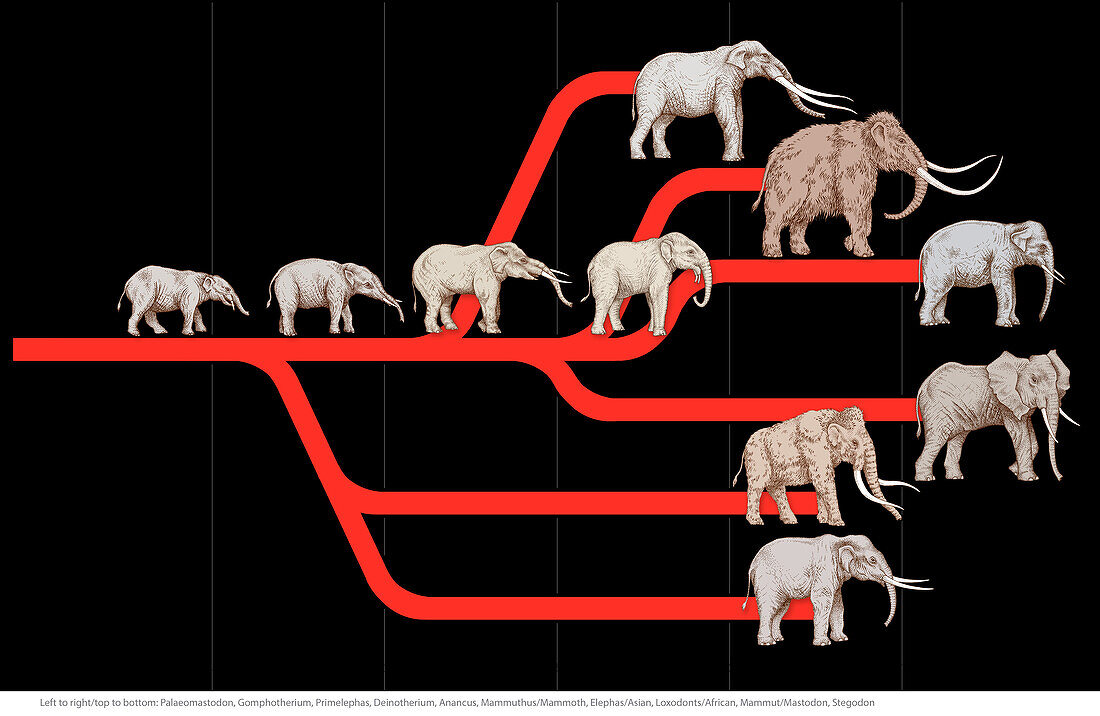 Elephant evolution, illustration