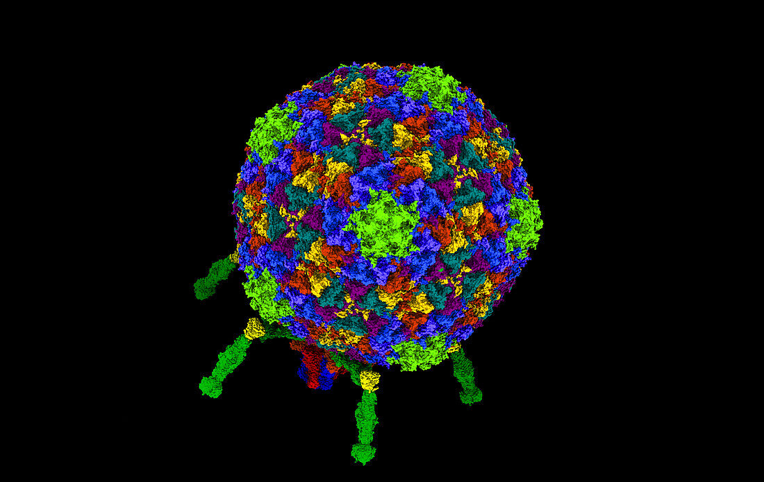 T7 bacteriophage, computer model