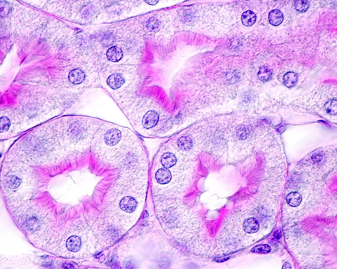 Kidney proximal convoluted tubule, light micrograph