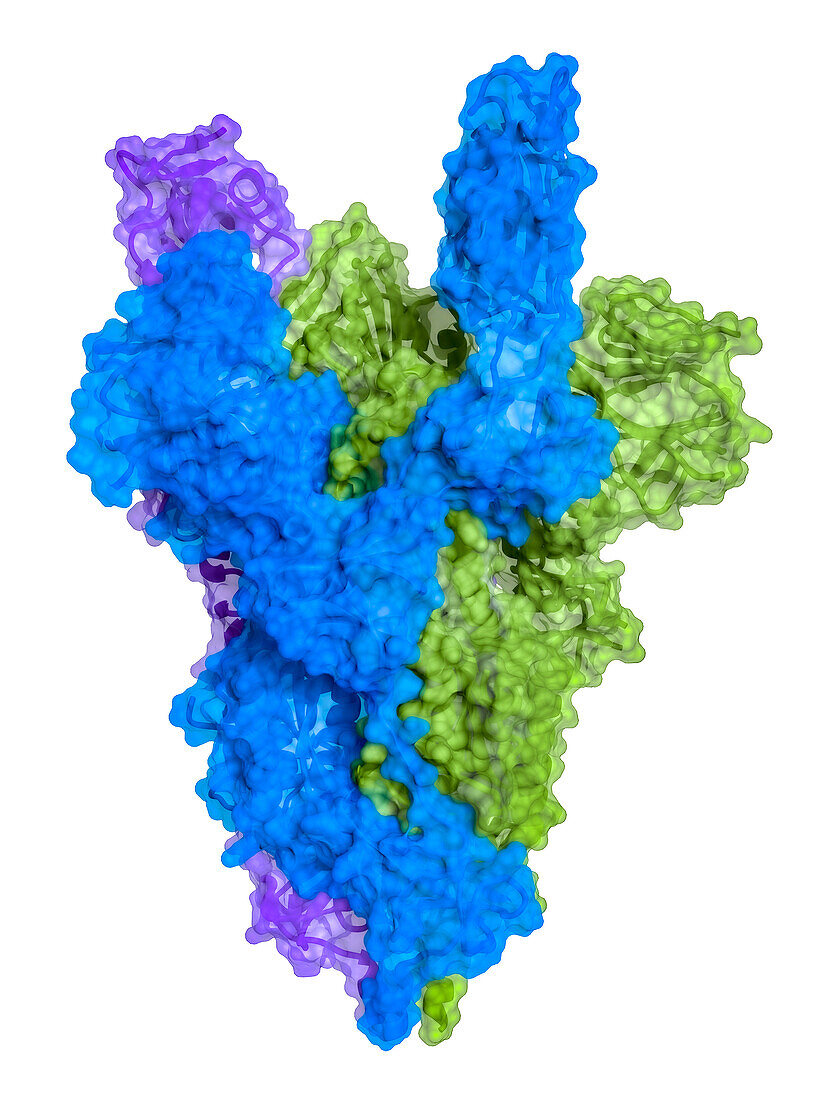 SARS-CoV-2 spike protein open conformation, molecular model