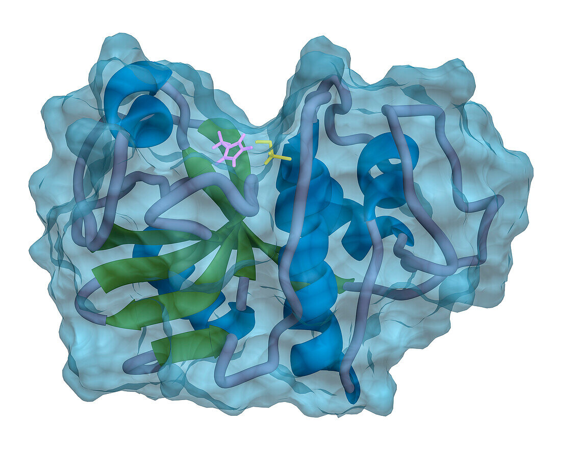 Papain cysteine protease, molecular model