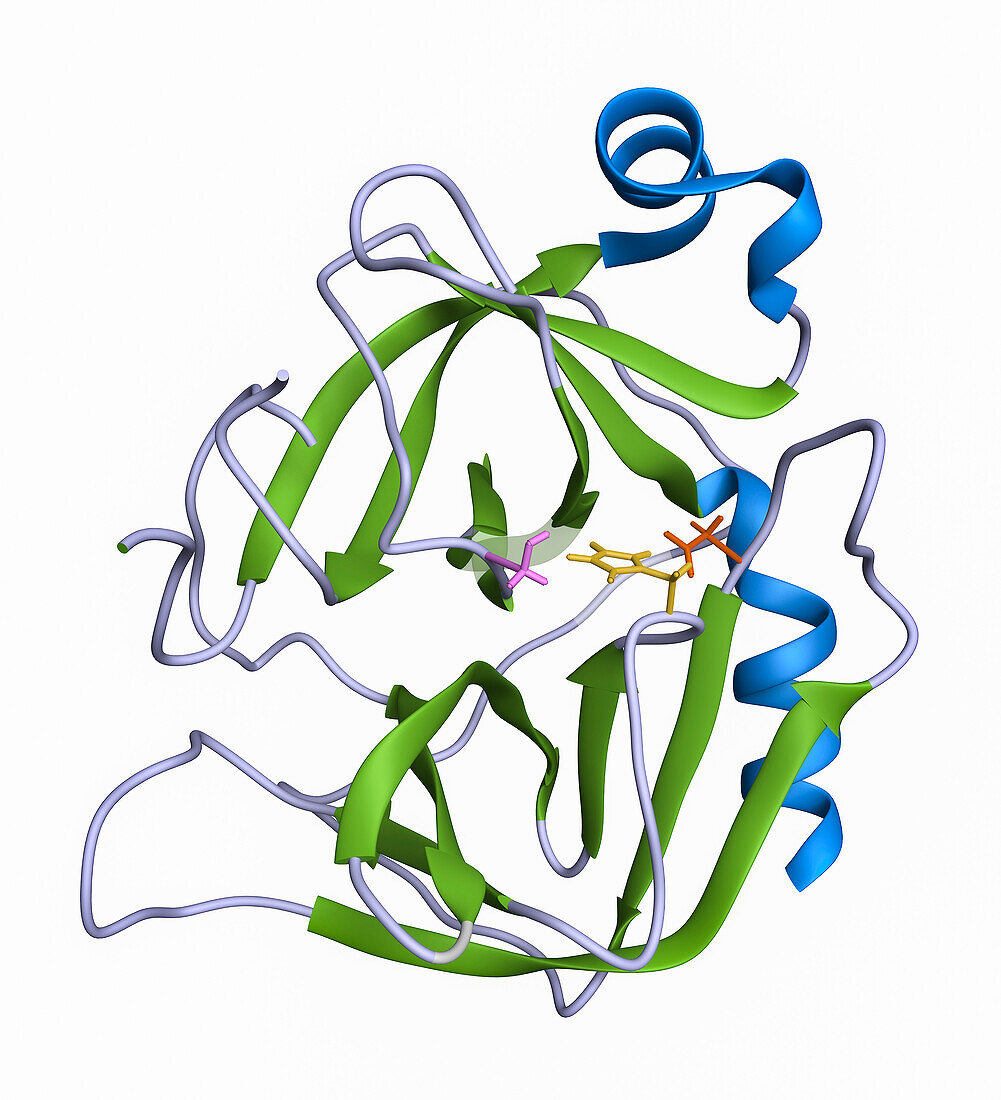 Chymotrypsin serine protease, molecular model