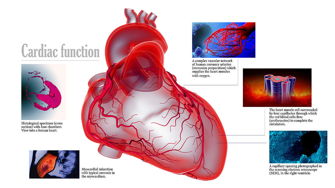 Cardiac function, illustration