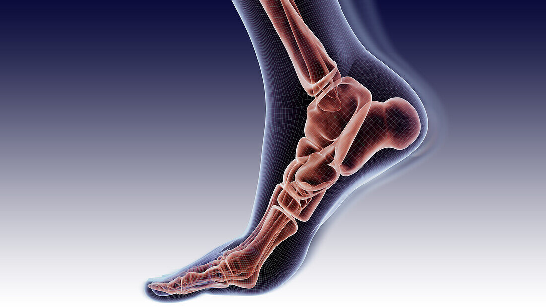 Ankle bones, illustration