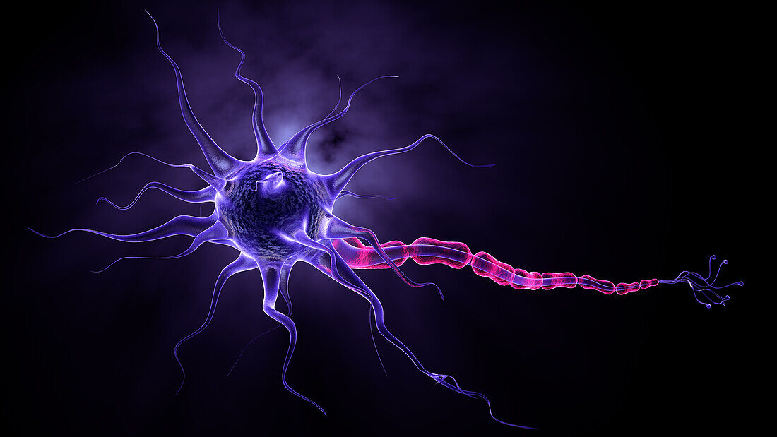 Human nerve cell, illustration