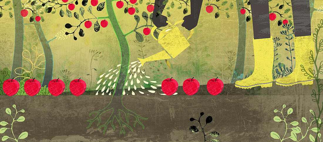 Watering an apple tree, illustration