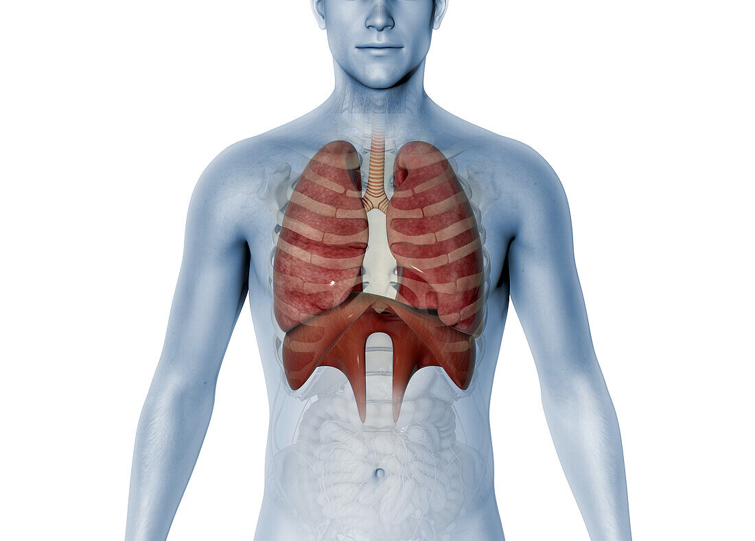 Lungs and diaphragm, illustration