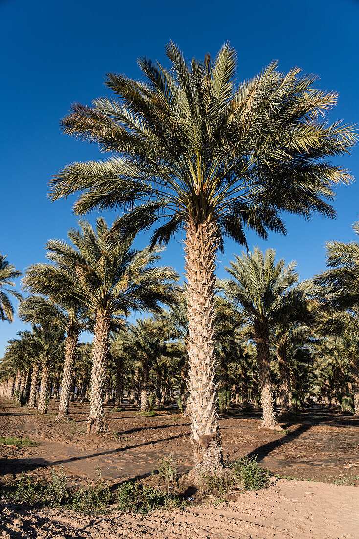 Grove of organic date palms growing on a farm