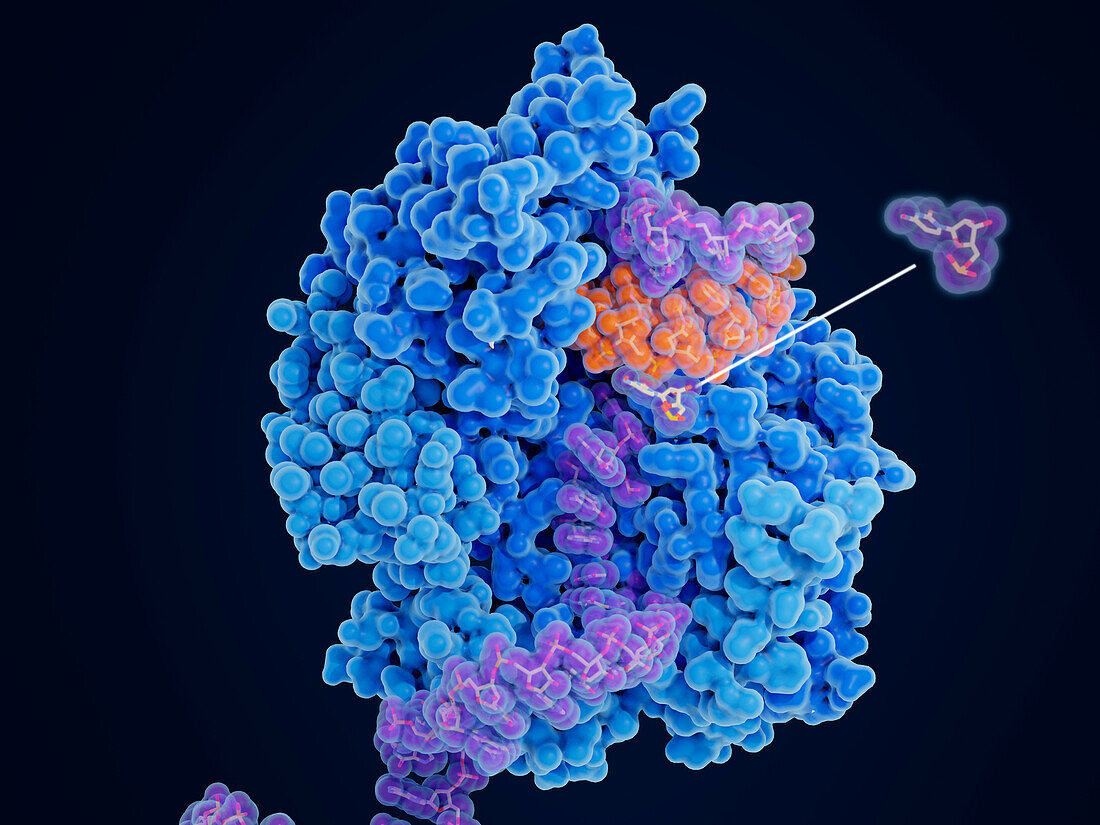 Molnupiravir impairing SARS-CoV-2 replication, illustration