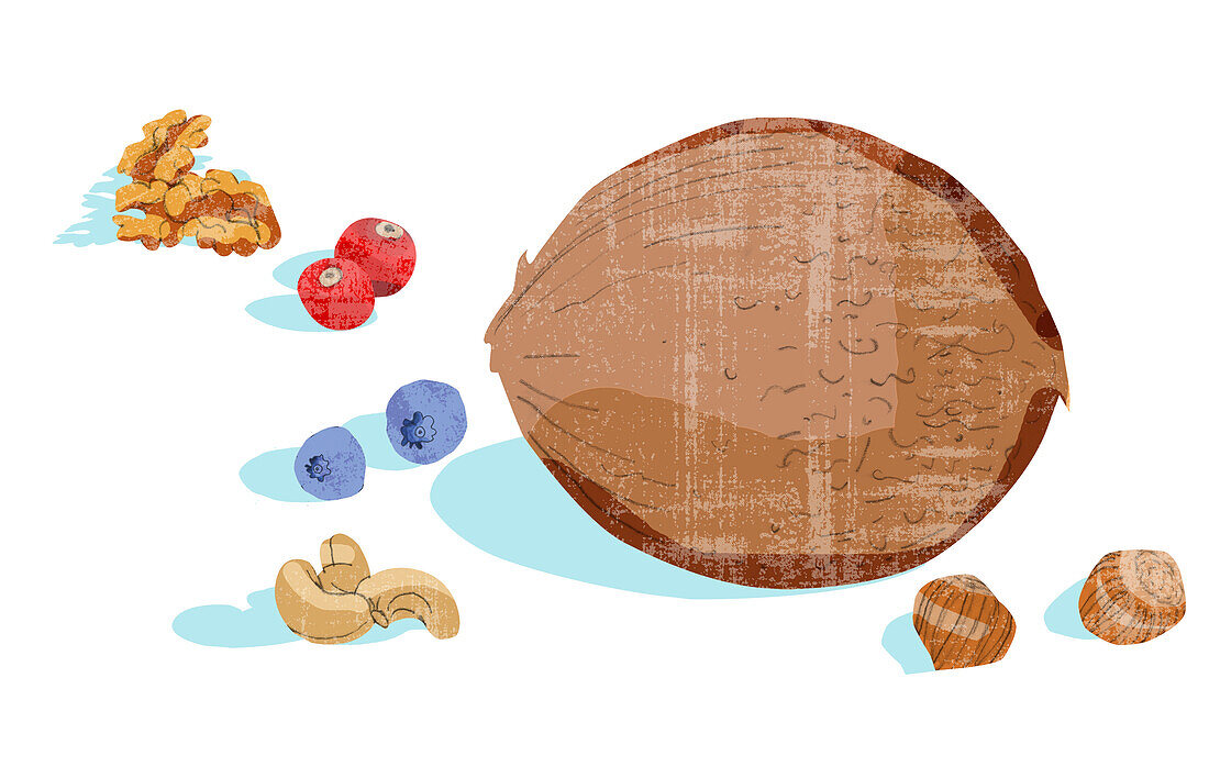 Nuts and fruits, illustration