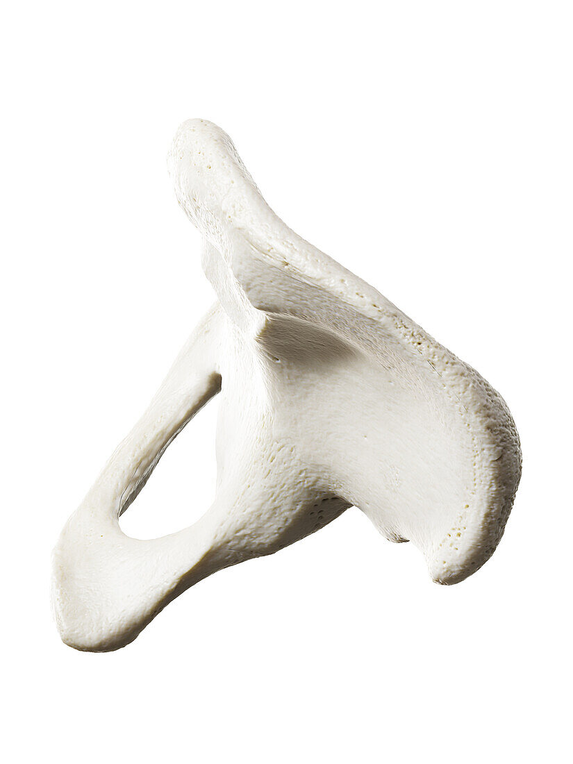 Hip bone, illustration