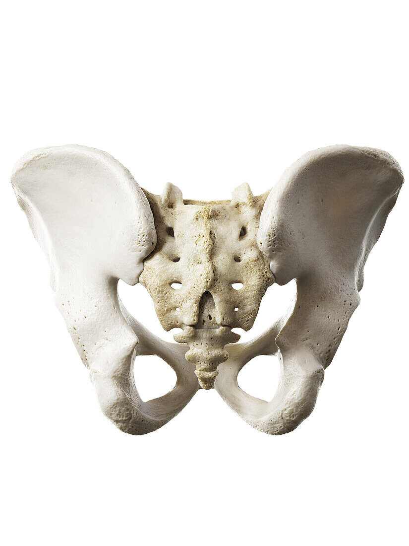 Hip bone, illustration