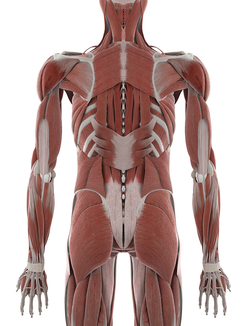 Deep back muscles, illustration
