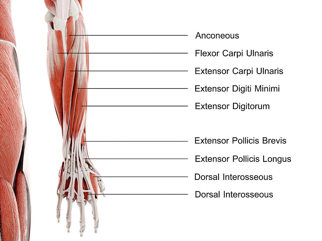Lower arm and hand muscles, illustration