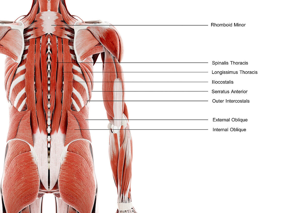 Back muscles, illustration