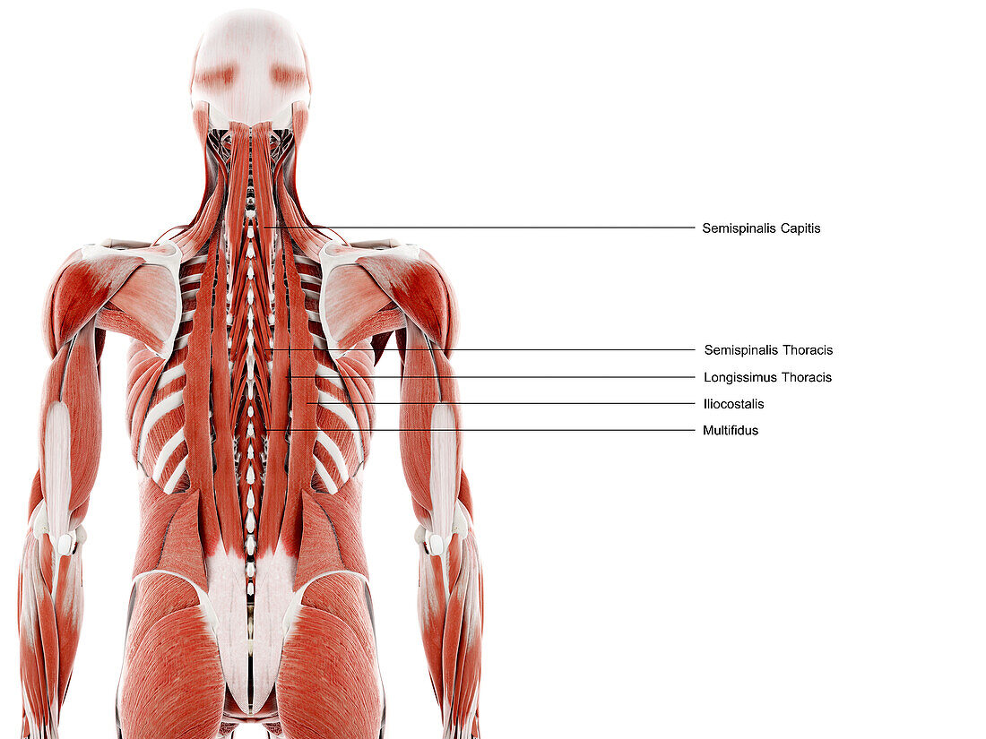 Back muscles, illustration