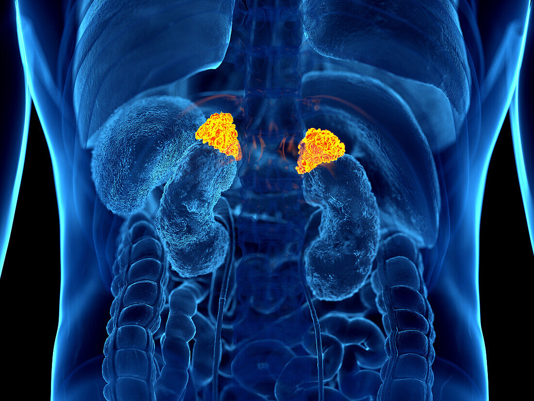 Human adrenal glands, illustration