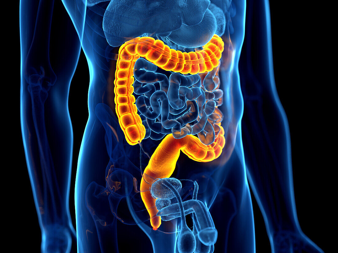 Human colon, illustration