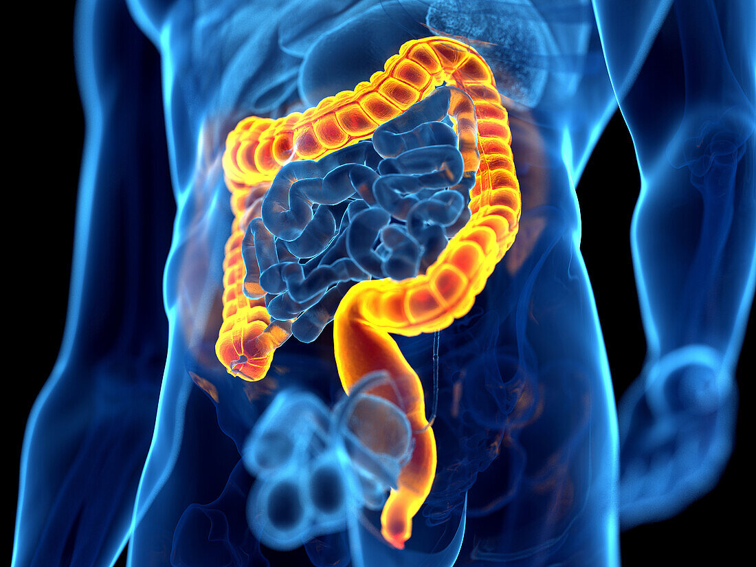 Human colon, illustration