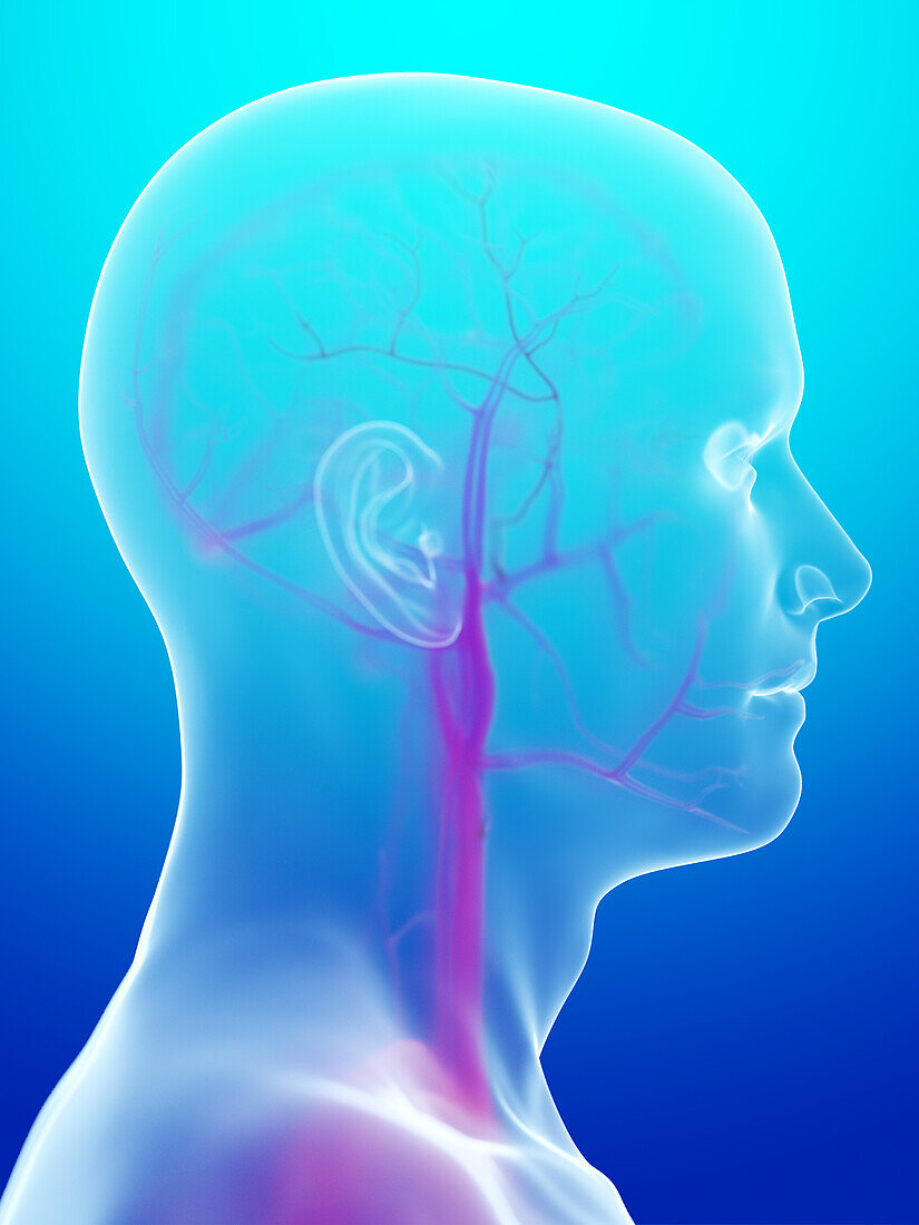 Human vascular system, illustration