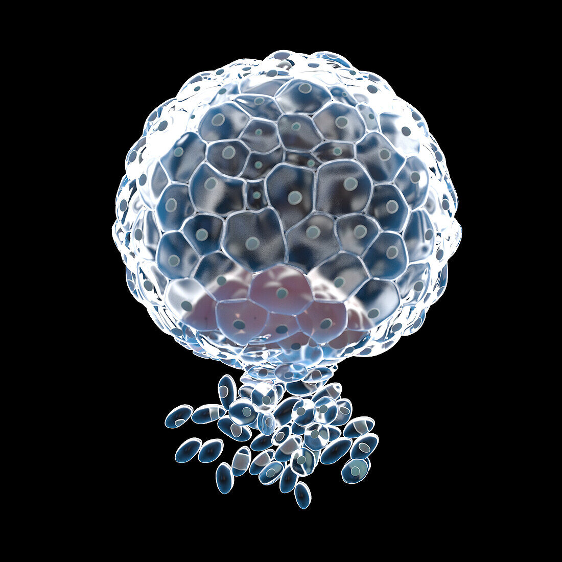 Implanted blastocyst, illustration