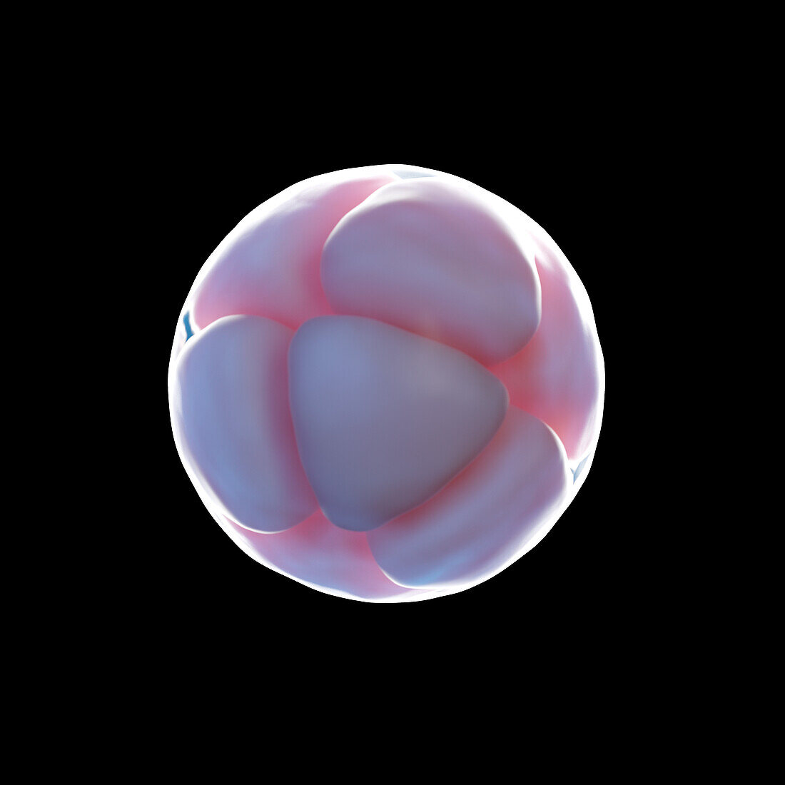 8 cell egg, illustration