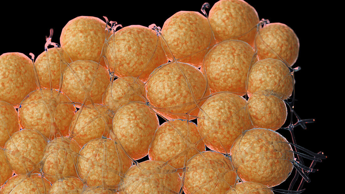 Fat cells, illustration