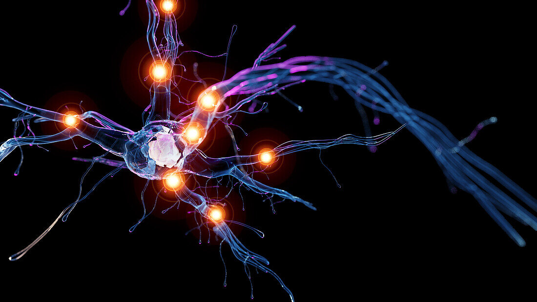 Active nerve cell, illustration