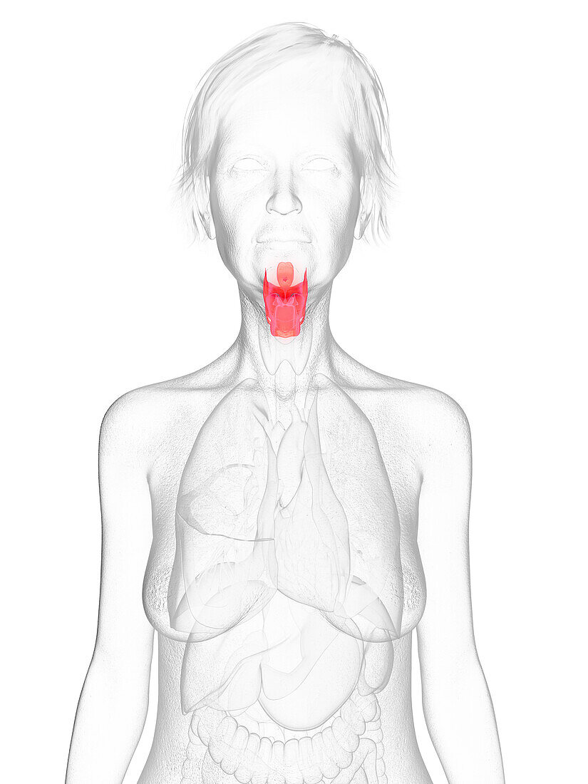 Elderly woman's larynx, illustration