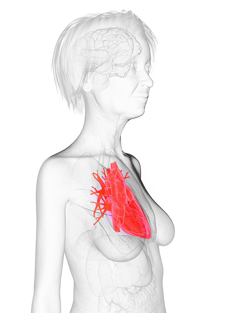 Elderly woman's heart, illustration