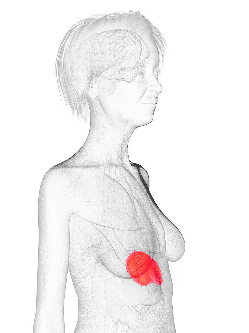 Elderly woman's spleen, illustration