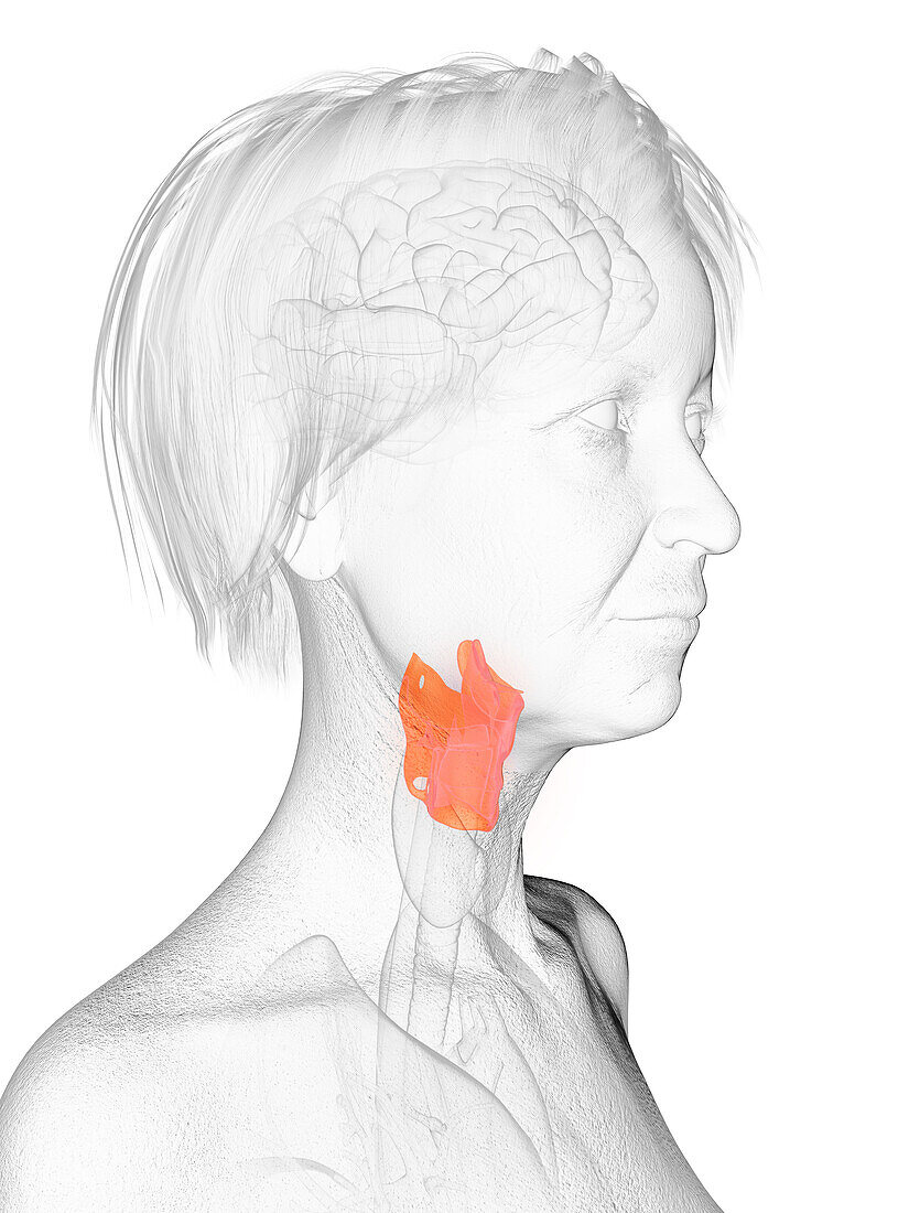 Elderly woman's larynx, illustration