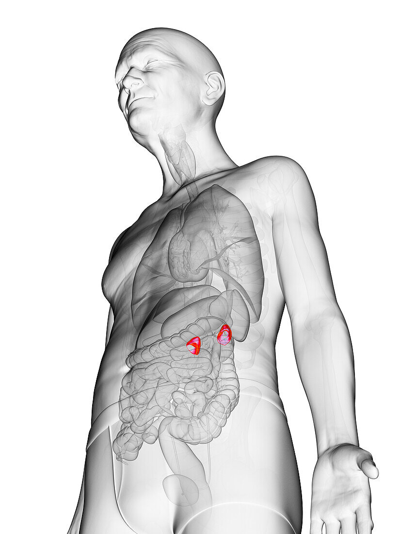 Elderly man's adrenal glands, illustration