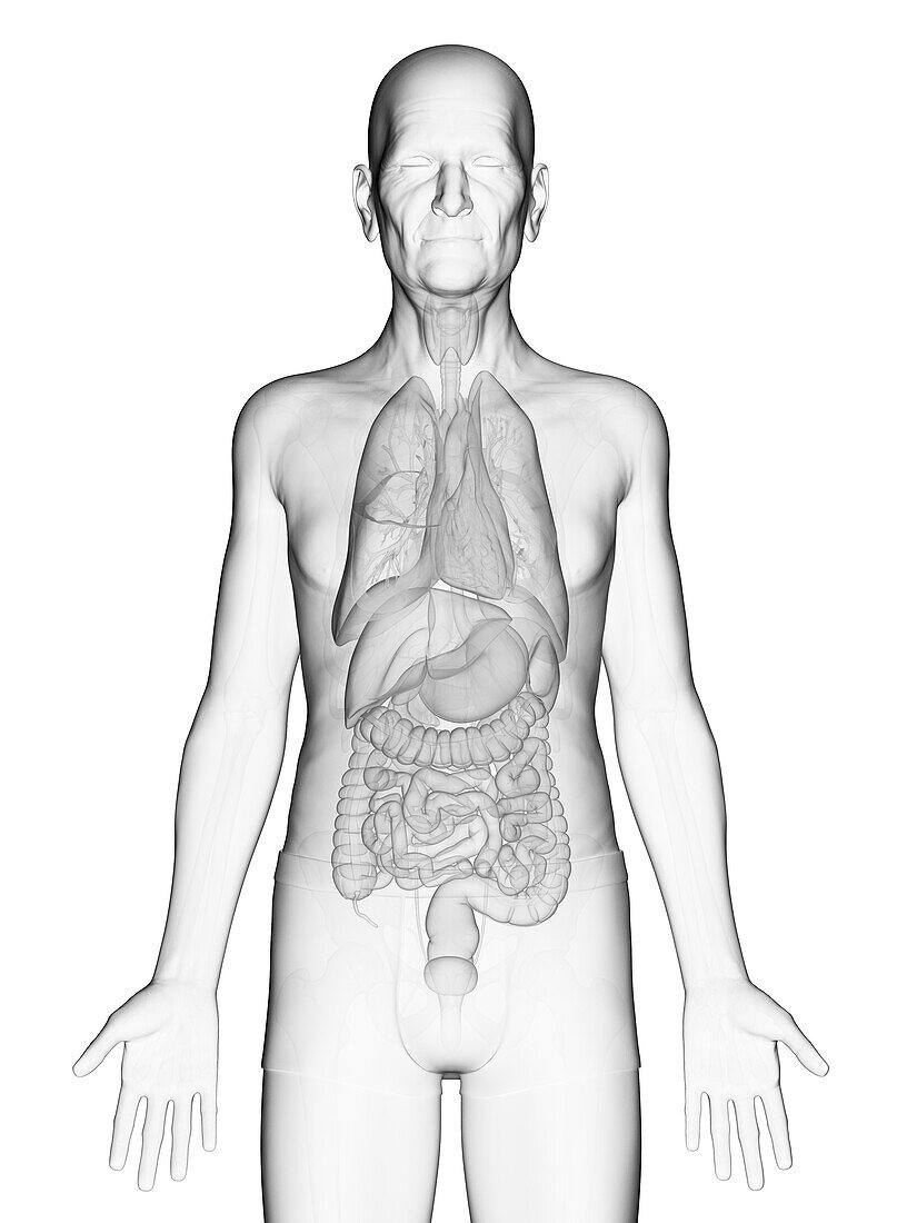 Elderly man's internal organs, illustration