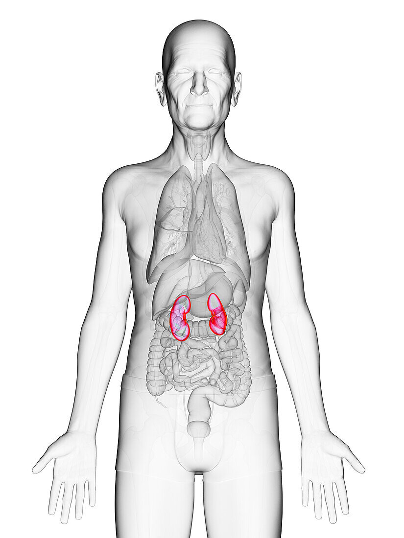 Elderly man's kidneys, illustration