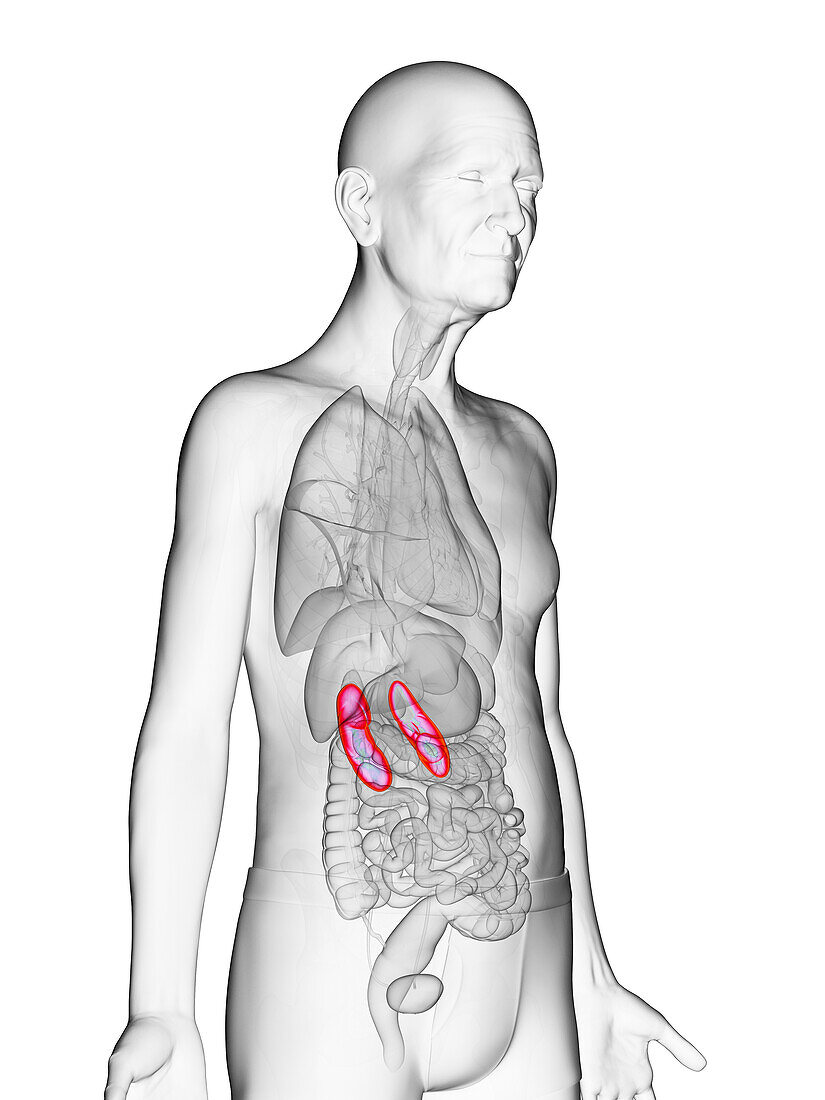 Elderly man's kidneys, illustration