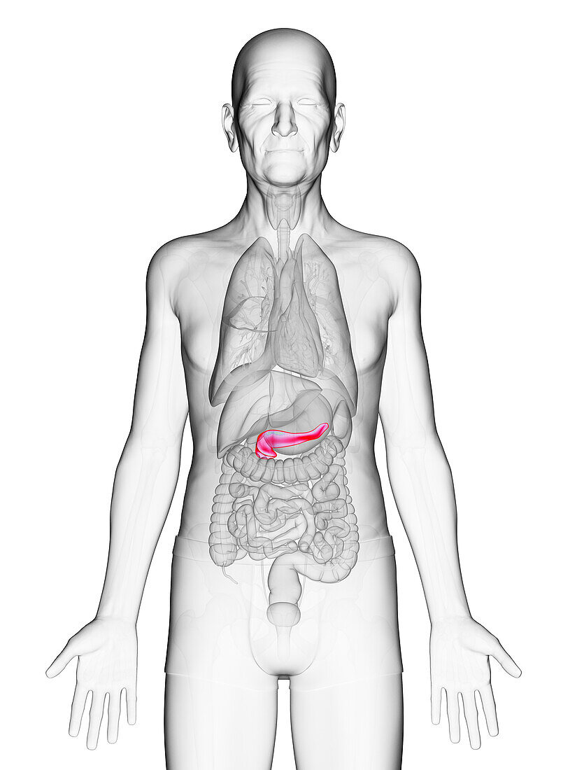 Elderly man's pancreas, illustration