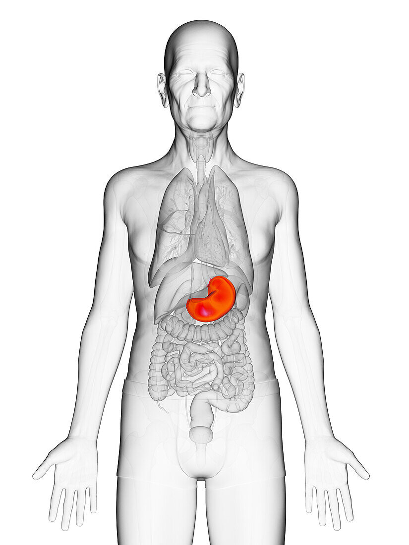 Elderly man's stomach, illustration