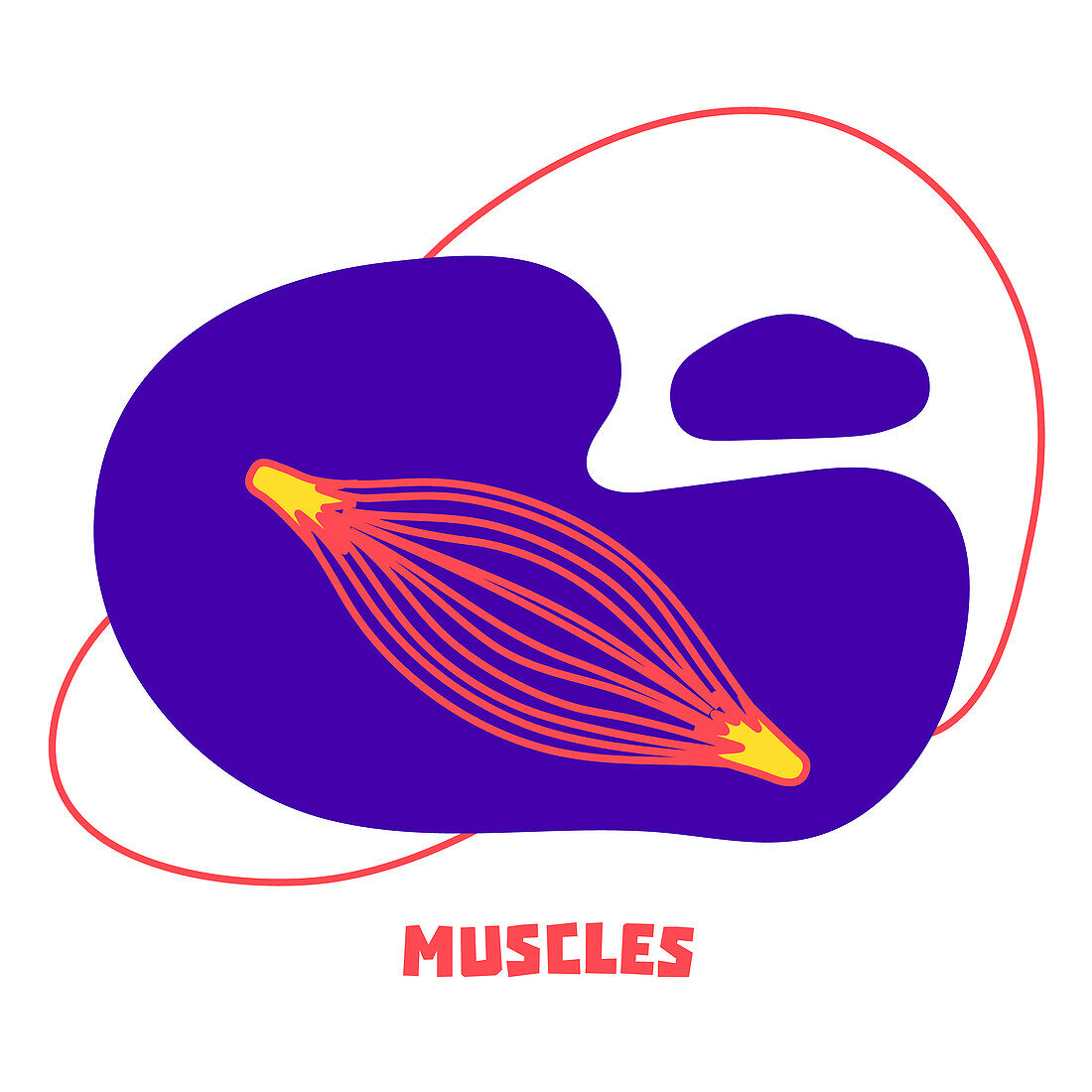 Muscle, illustration