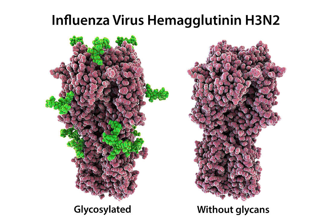 Haemagglutinin from H3N2 1968 influenza virus, illustration