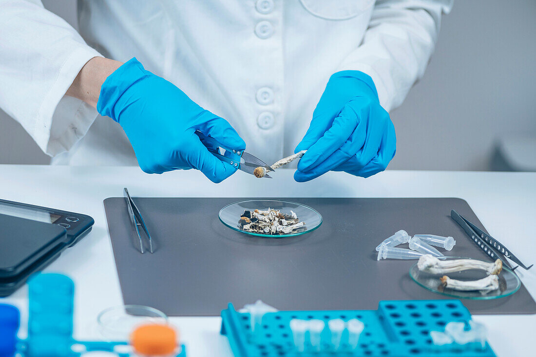 Laboratory experiment preparing micro doses of psilocybin