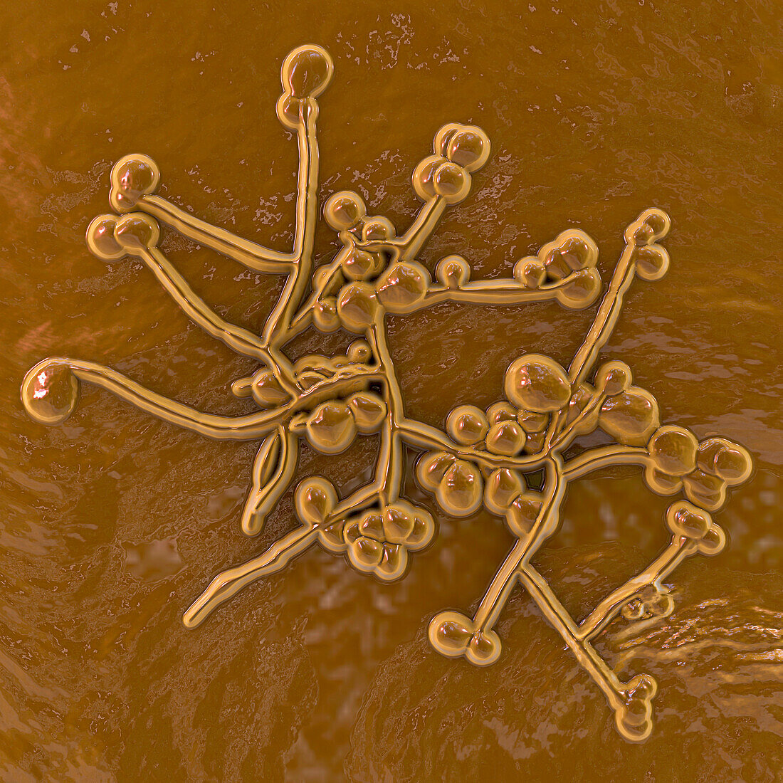 Candida fungi, illustration