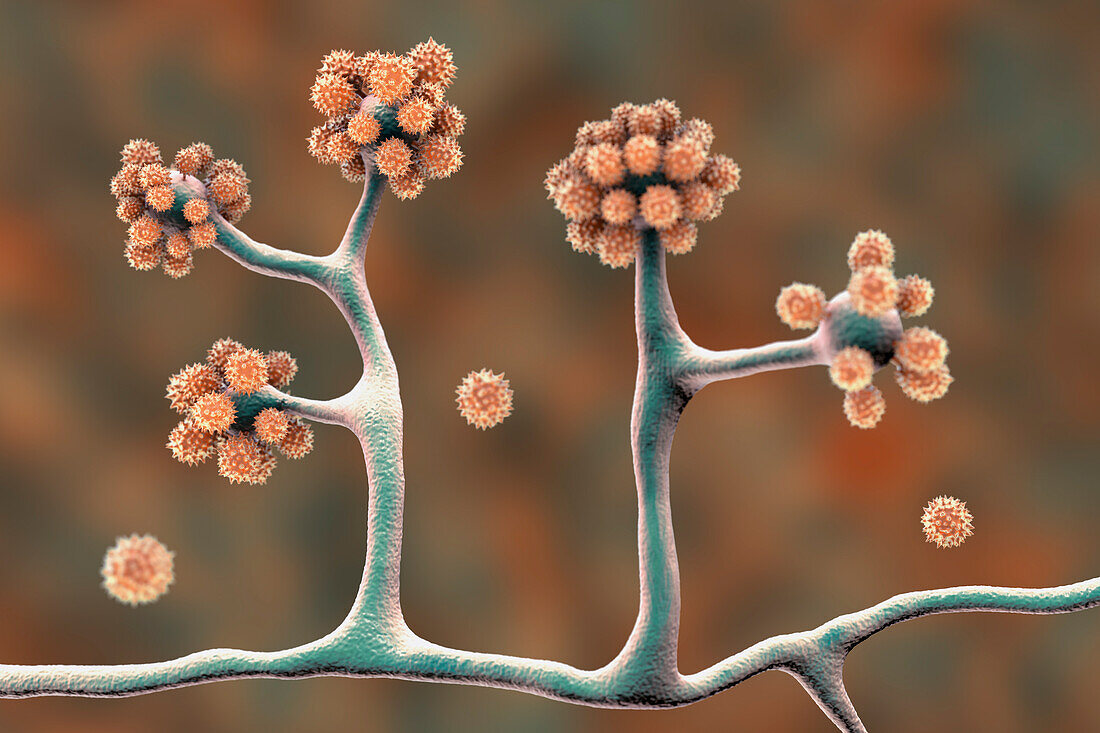 Cunninghamella fungi, illustration