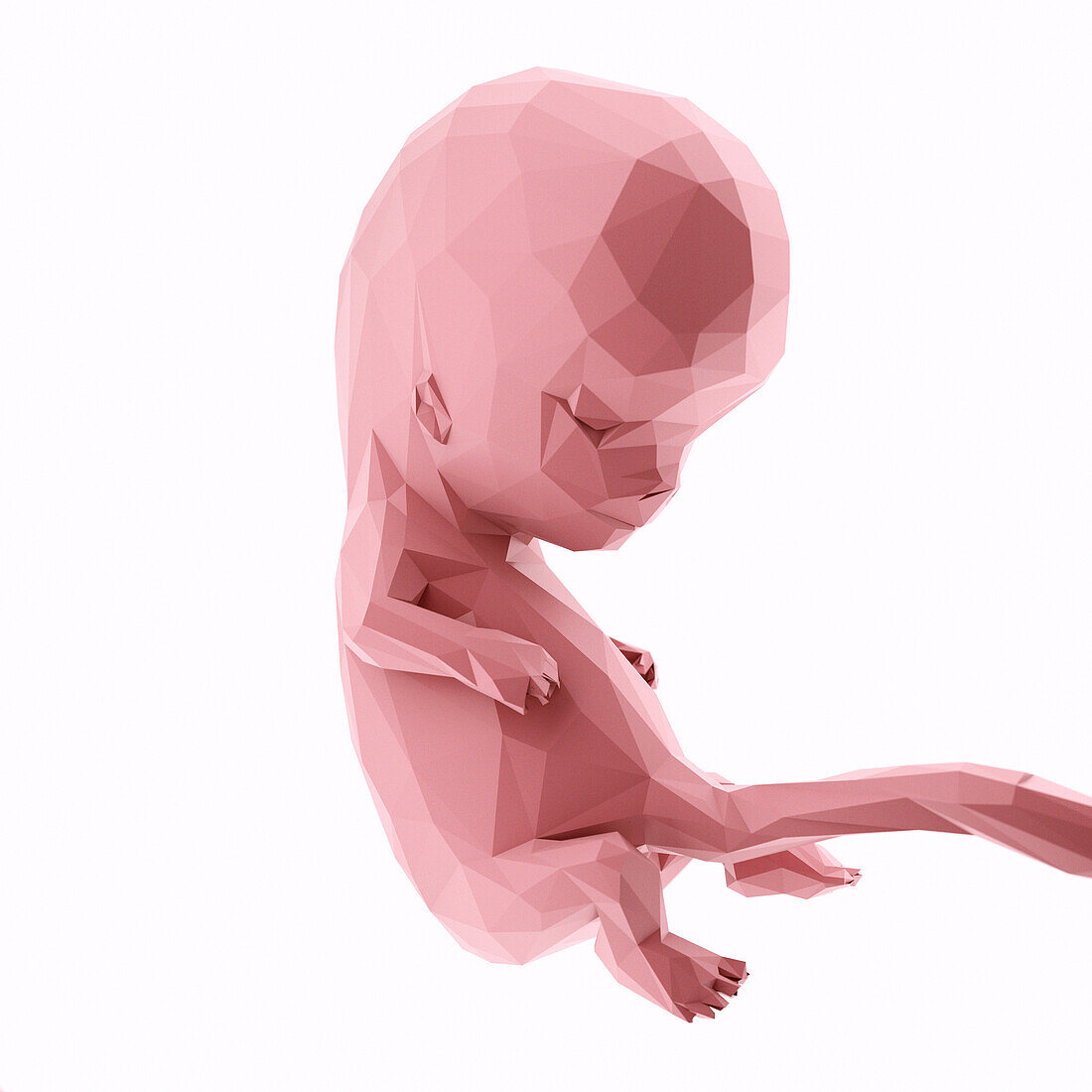 Human fetus at week 10, abstract illustration