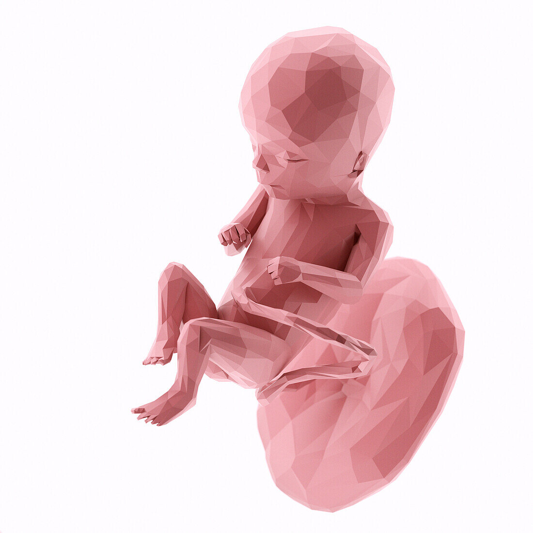 Human fetus at week 16, abstract illustration