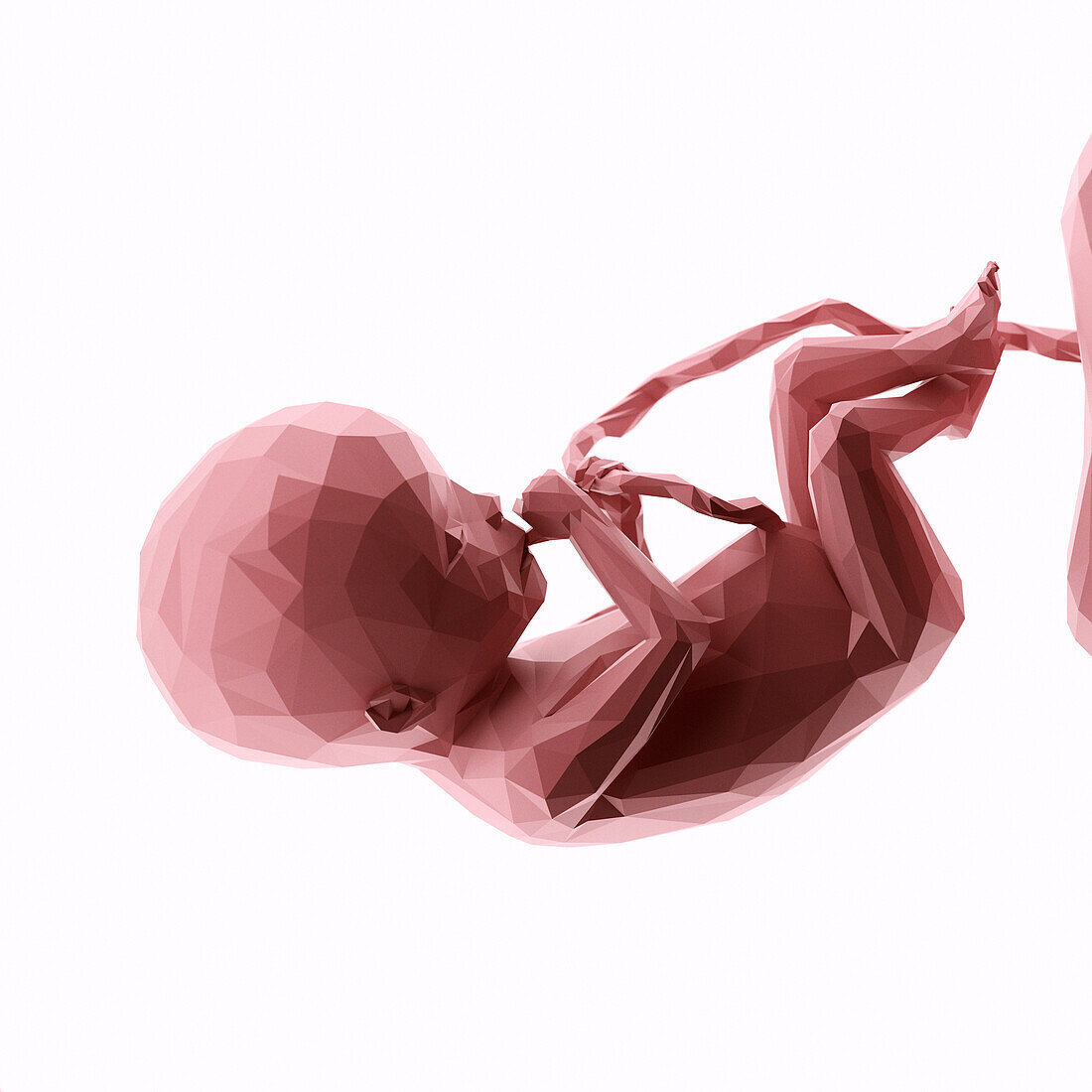 Human fetus at week 20, abstract illustration