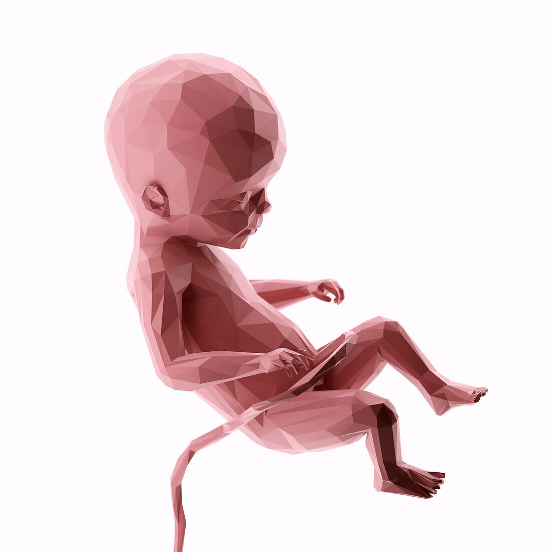 Human fetus at week 22, abstract illustration